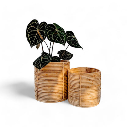 Round Tub Cane Planter - Set of 2 - Planter - Soiled