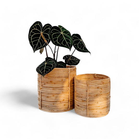 Round Tub Cane Planter - Set of 2 - Planter - Soiled