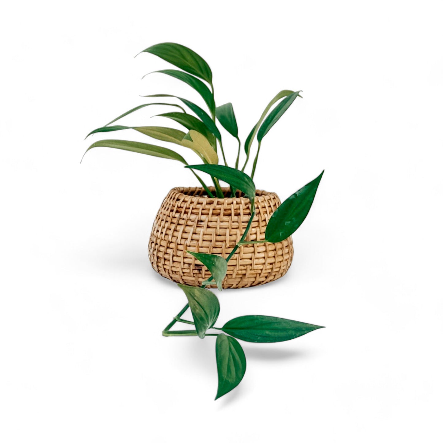 Flat Bottom Cane Planter - Planter - Soiled