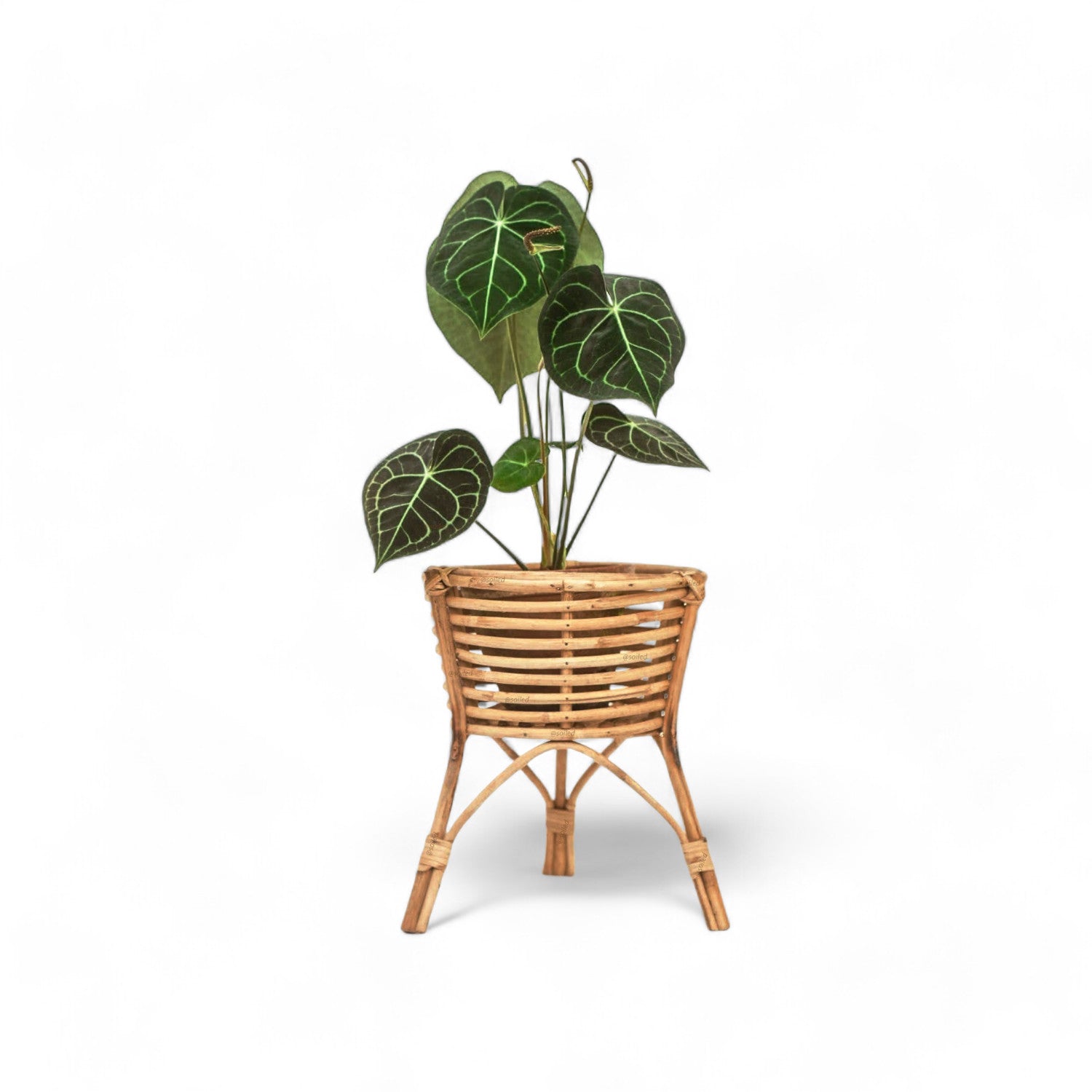 Leggy Cane Planter - Planter - Soiled