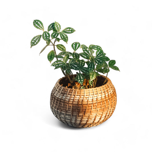 Chubby Cane Planter - Planter - Soiled