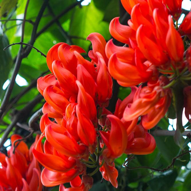 Red Jade Vine (Mucuna Bennettii) - Jade Vine - Soiled