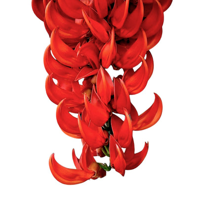 Red Jade Vine (Mucuna Bennettii) - Jade Vine - Soiled