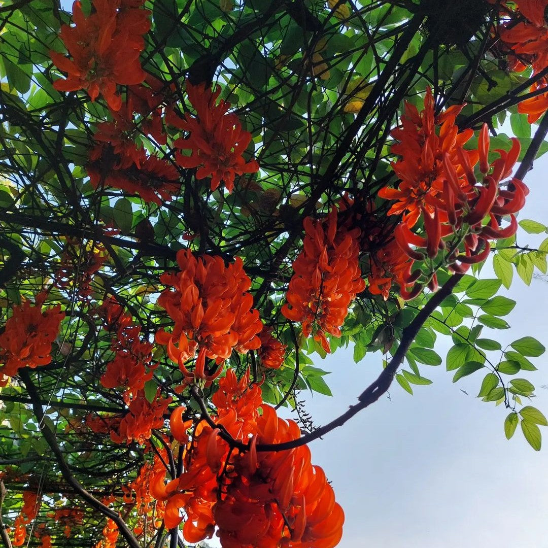 Red Jade Vine (Mucuna Bennettii) - Jade Vine - Soiled