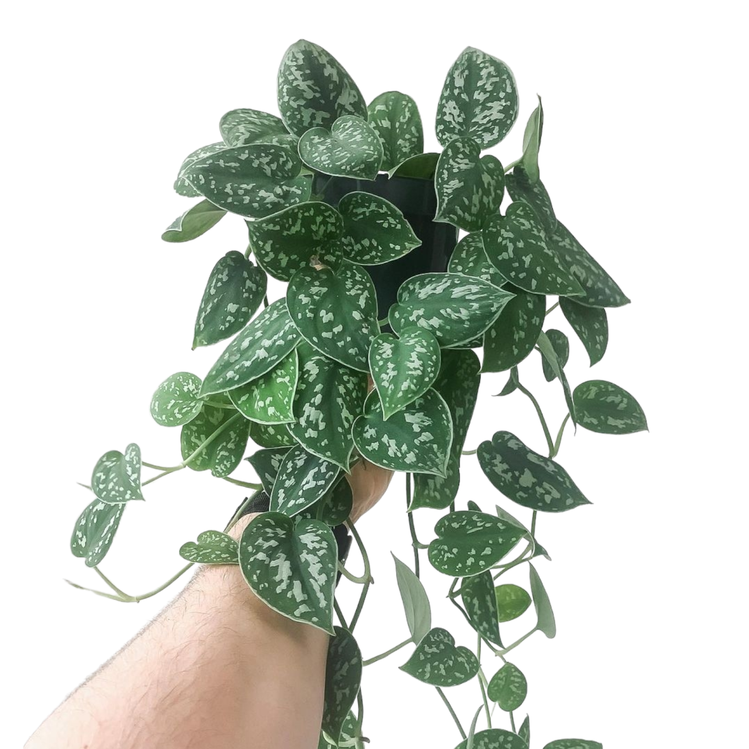 Scindapsus Pictus 'Argyraeus' - Pothos - Soiled