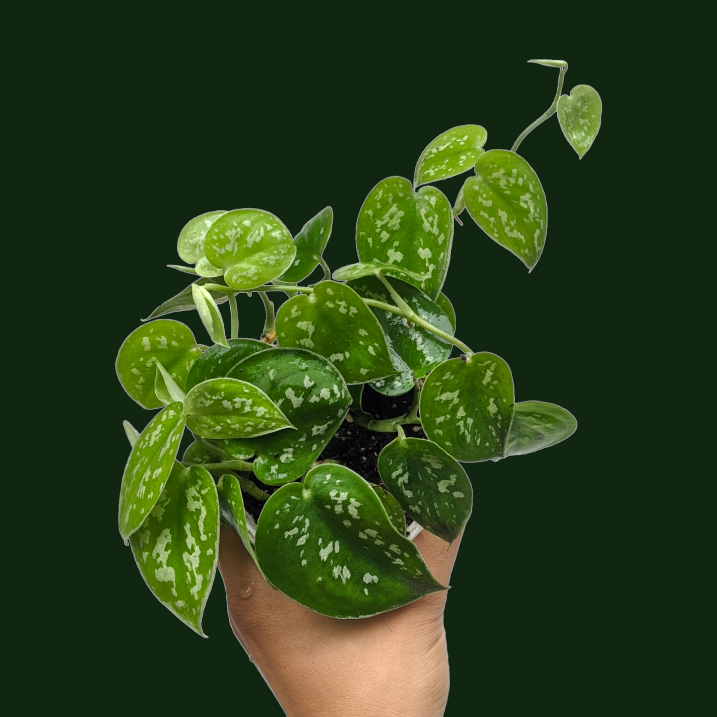 Scindapsus Pictus 'Argyraeus' - Pothos - Soiled