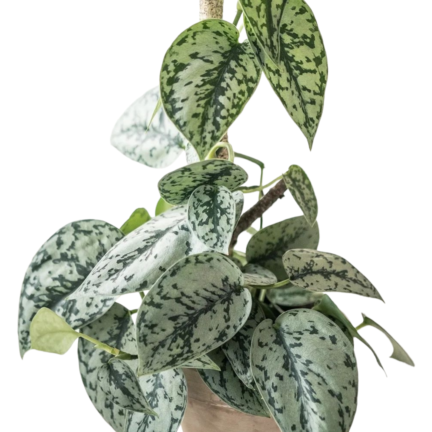 Scindapsus Pictus 'Silver Lady' - Scindapsus - Soiled