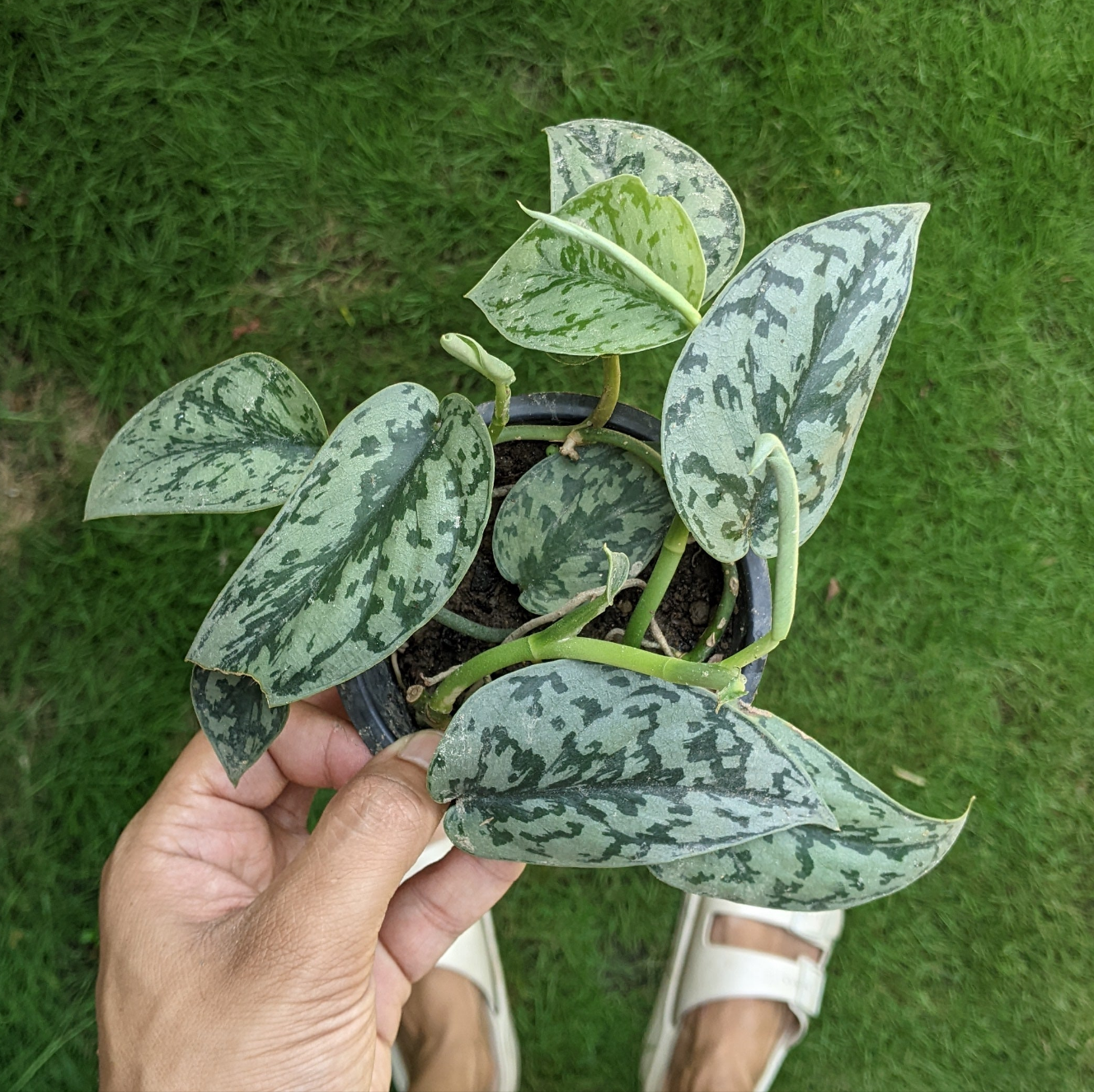 Scindapsus Silver Lady