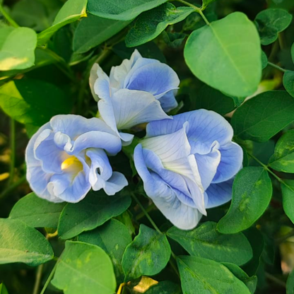 Sky Blue Aparajita Flower Seeds (Clitoria Ternatea)