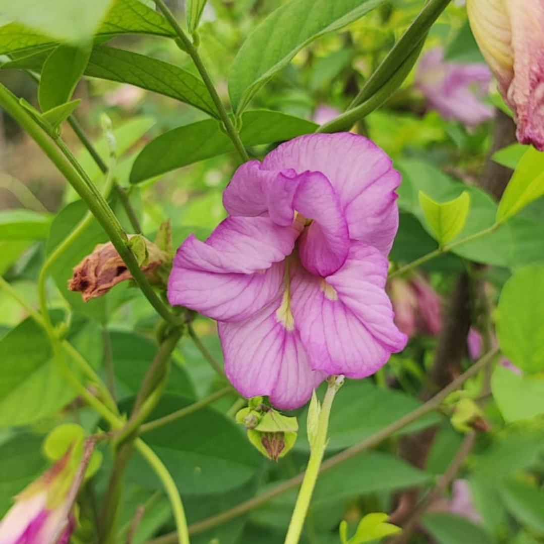 Pink Aparajita Flower Seeds (Clitoria Ternatea)