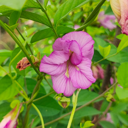 Pink Aparajita Flower Seeds (Clitoria Ternatea)