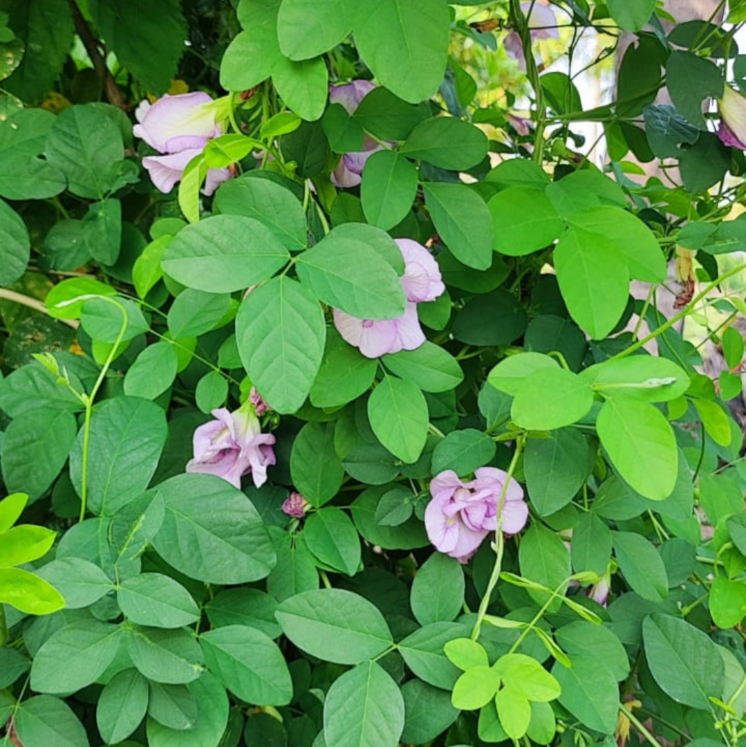 Pink Aparajita Flower Seeds (Clitoria Ternatea)