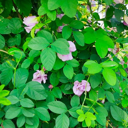 Pink Aparajita Flower Seeds (Clitoria Ternatea)