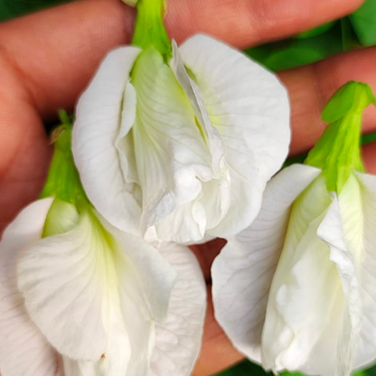 White Aparajita Flower Seeds (Clitoria Ternatea)