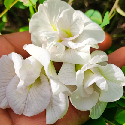 White Aparajita Flower Seeds (Clitoria Ternatea)