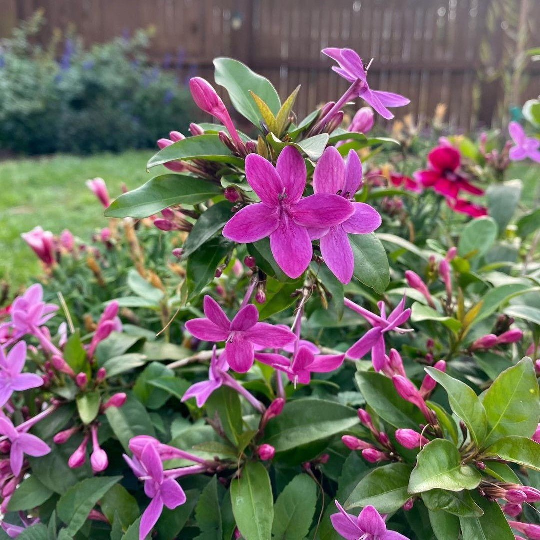 Shooting Star Flower (Pseuderanthemum Laxiflorum) - Flowering Plant - Soiled