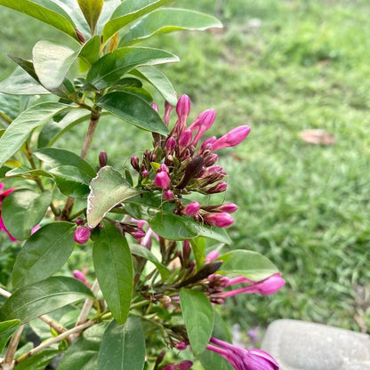 Shooting Star Flower (Pseuderanthemum Laxiflorum) - Flowering Plant - Soiled