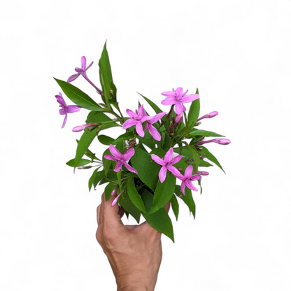 Shooting Star Flower (Pseuderanthemum Laxiflorum) - Flowering Plant - Soiled