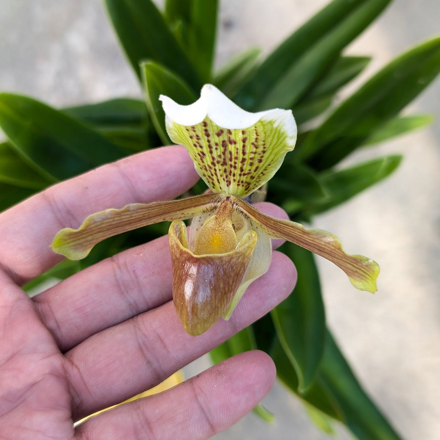 Slipper Orchid Flower