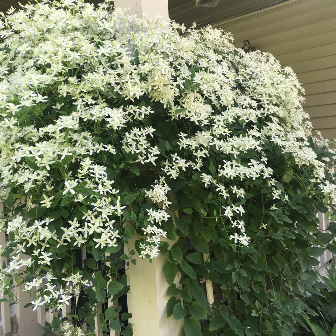 Bridal Bouquet (Sweet Autumn Clematis Vine) - Flowering Creeper - Soiled