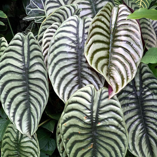 Alocasia Cuprea