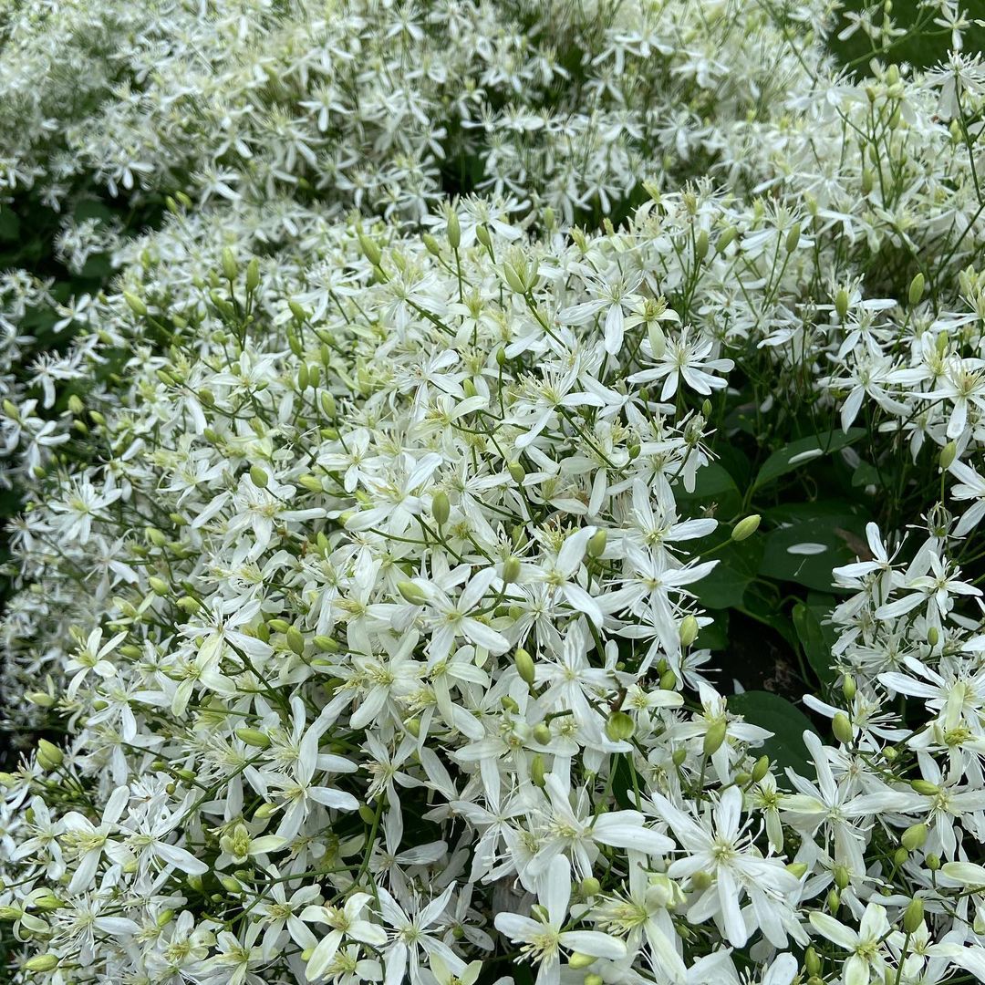 Bridal Bouquet (Sweet Autumn Clematis Vine) - Flowering Creeper - Soiled