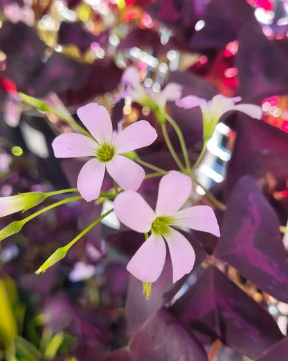 Oxalis Triangularis (Purple Shamrock Plant)