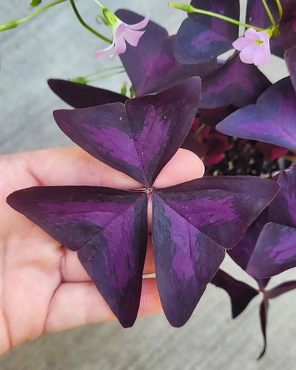 Oxalis Triangularis (Purple Shamrock Plant)