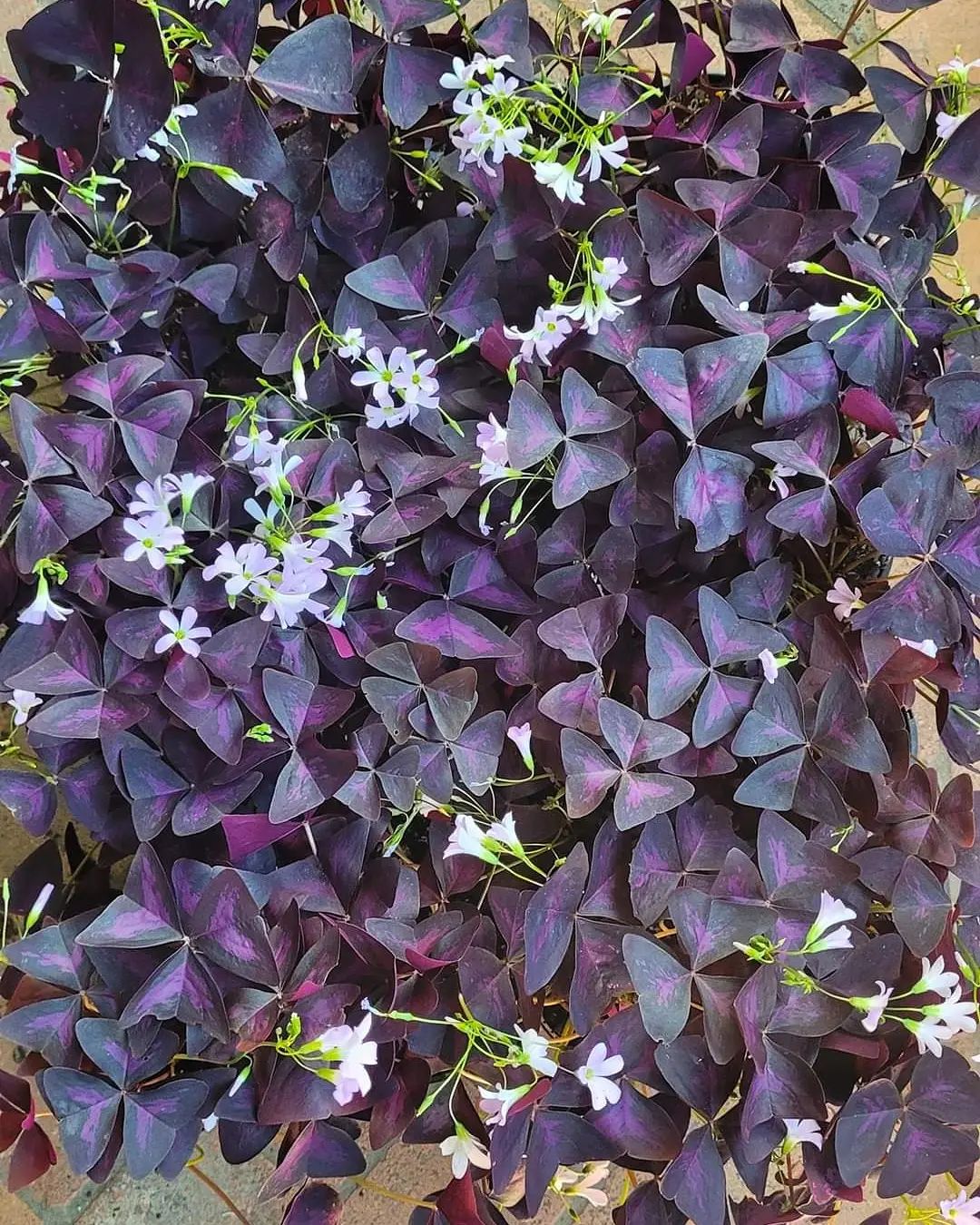 Oxalis Triangularis (Purple Shamrock Plant)