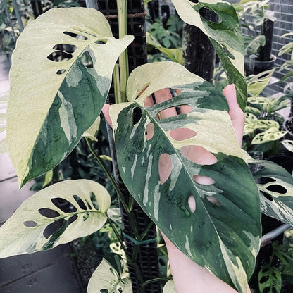 Monstera Adansonii Laniata Variegated