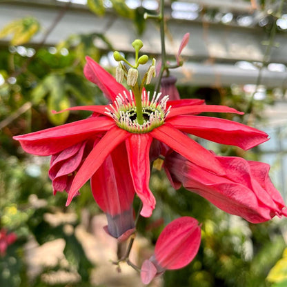 Passiflora Red Krishna Kamal (Red Passion Flower) - Flowering Creeper - Soiled