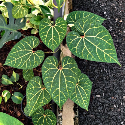 Aristolochia Leuconeura