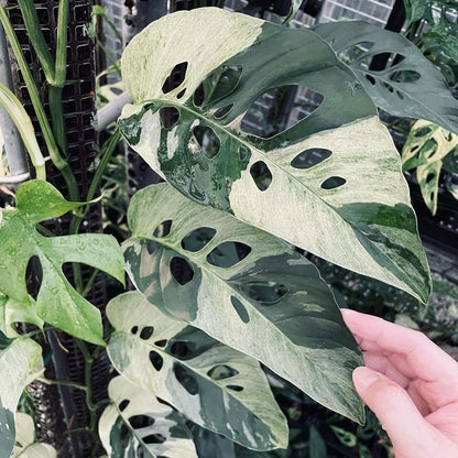 Monstera Adansonii Laniata Variegated