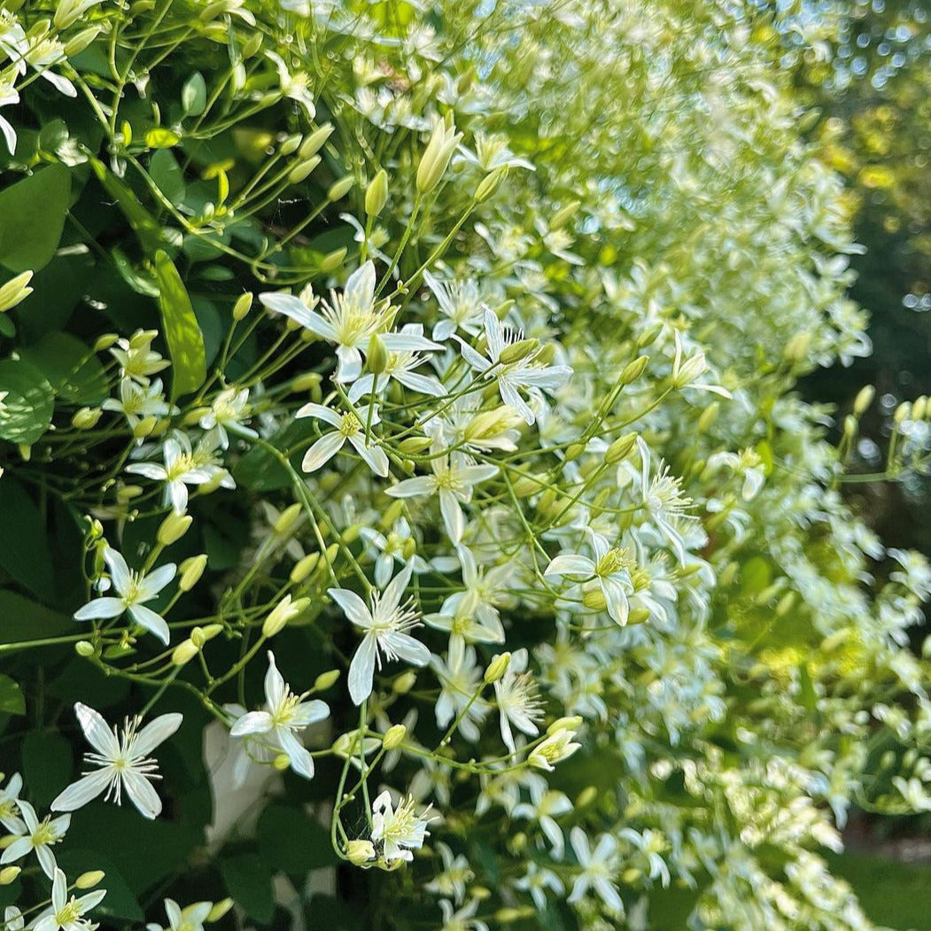 Bridal Bouquet (Sweet Autumn Clematis Vine) - Flowering Creeper - Soiled