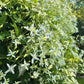 Bridal Bouquet (Sweet Autumn Clematis Vine) - Flowering Creeper - Soiled