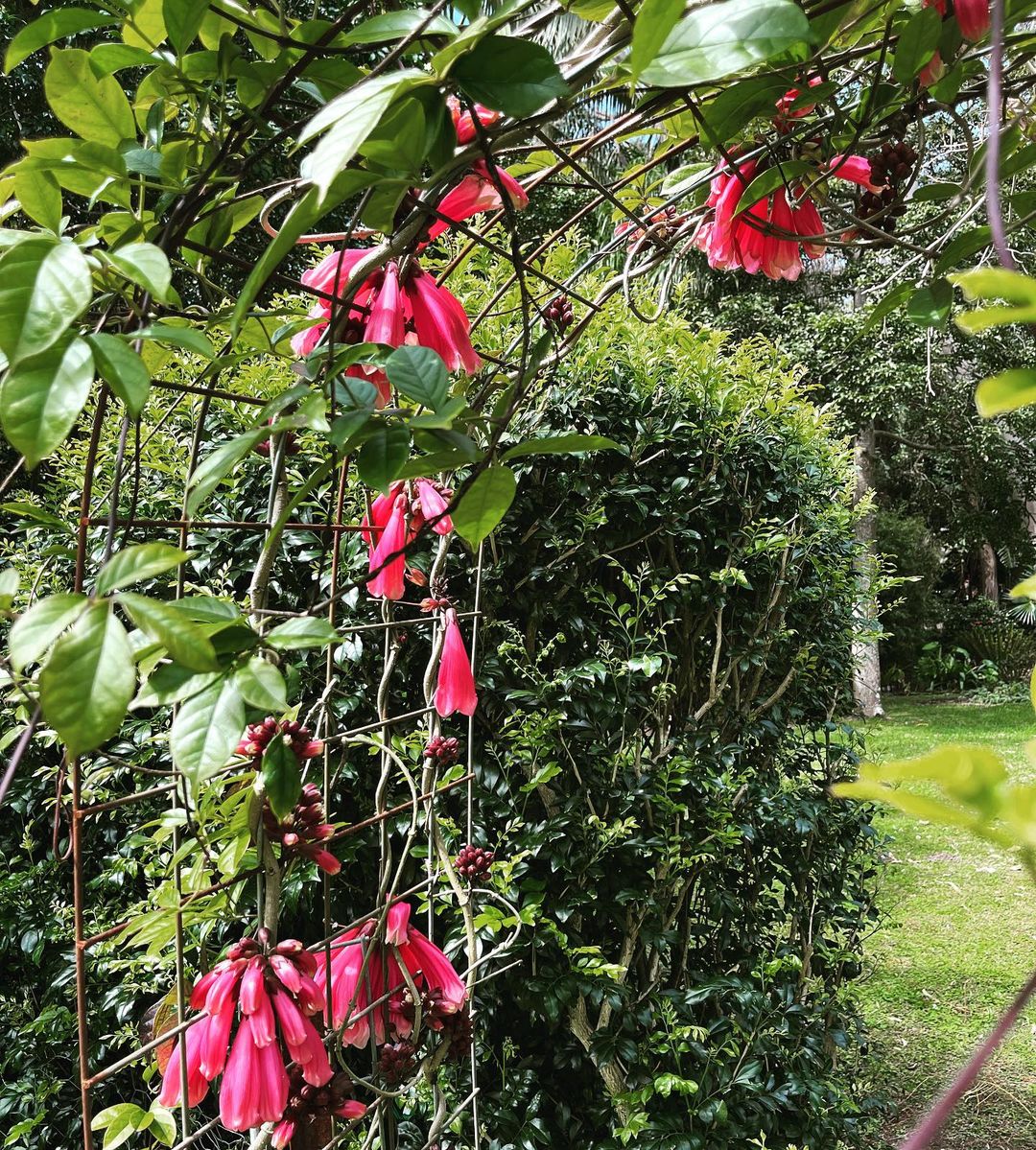 Fraser Island Creeper (Tecomanthe Hillii) - Flowering Plant - Soiled