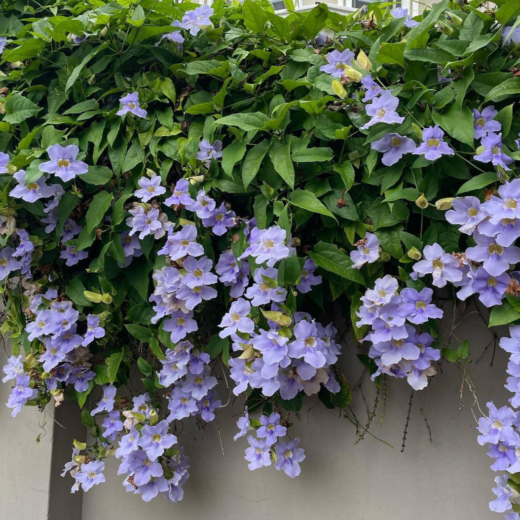 Thunbergia Grandiflora (Blue Trumpet Vine) - Flowering Creeper - Soiled