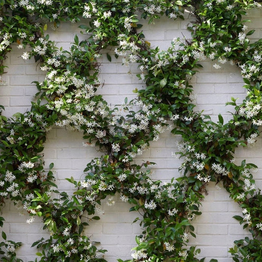 Star Jasmine Plant (Trachelospermum Jasminoides)