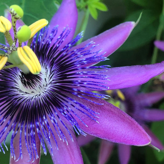 Passiflora Purple Krishna Kamal (Purple Passion Flower) - Flowering Creeper - Soiled