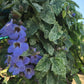 Thunbergia Grandiflora (Blue Trumpet Vine) - Flowering Creeper - Soiled