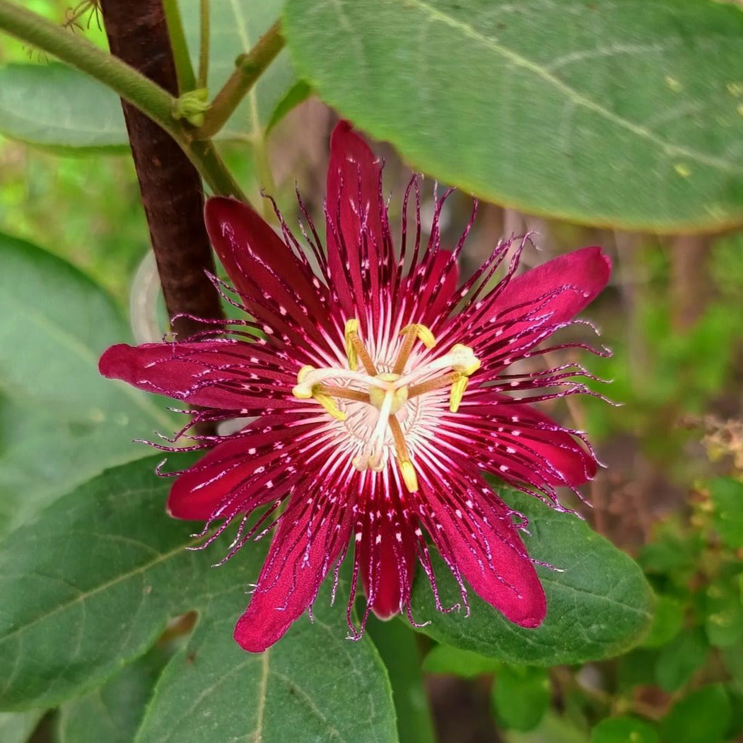 Passiflora Red Krishna Kamal (Red Passion Flower) - Flowering Creeper - Soiled