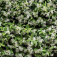 Star Jasmine Plant (Trachelospermum Jasminoides)