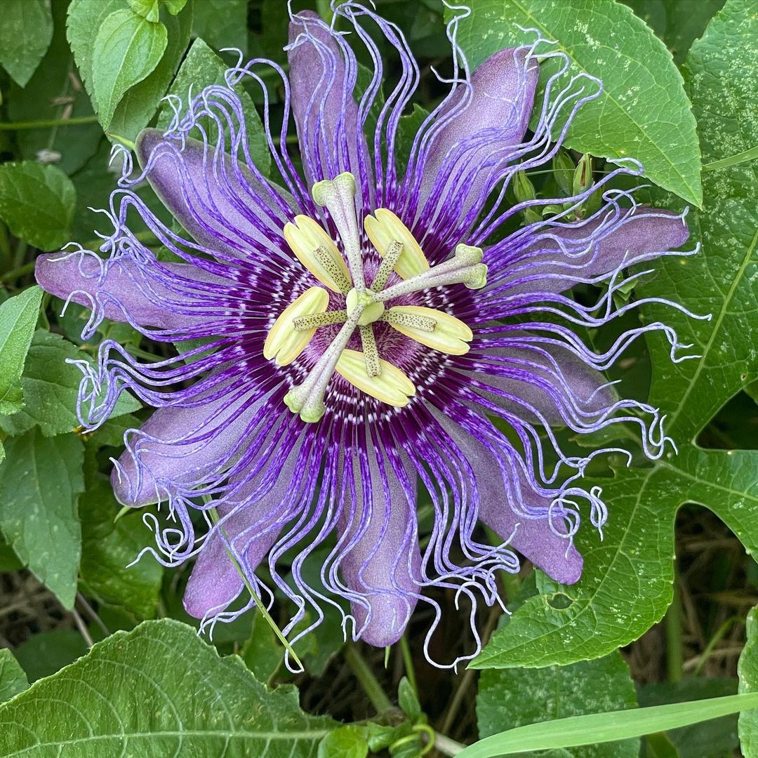 Passiflora Purple Krishna Kamal (Purple Passion Flower) - Flowering Creeper - Soiled