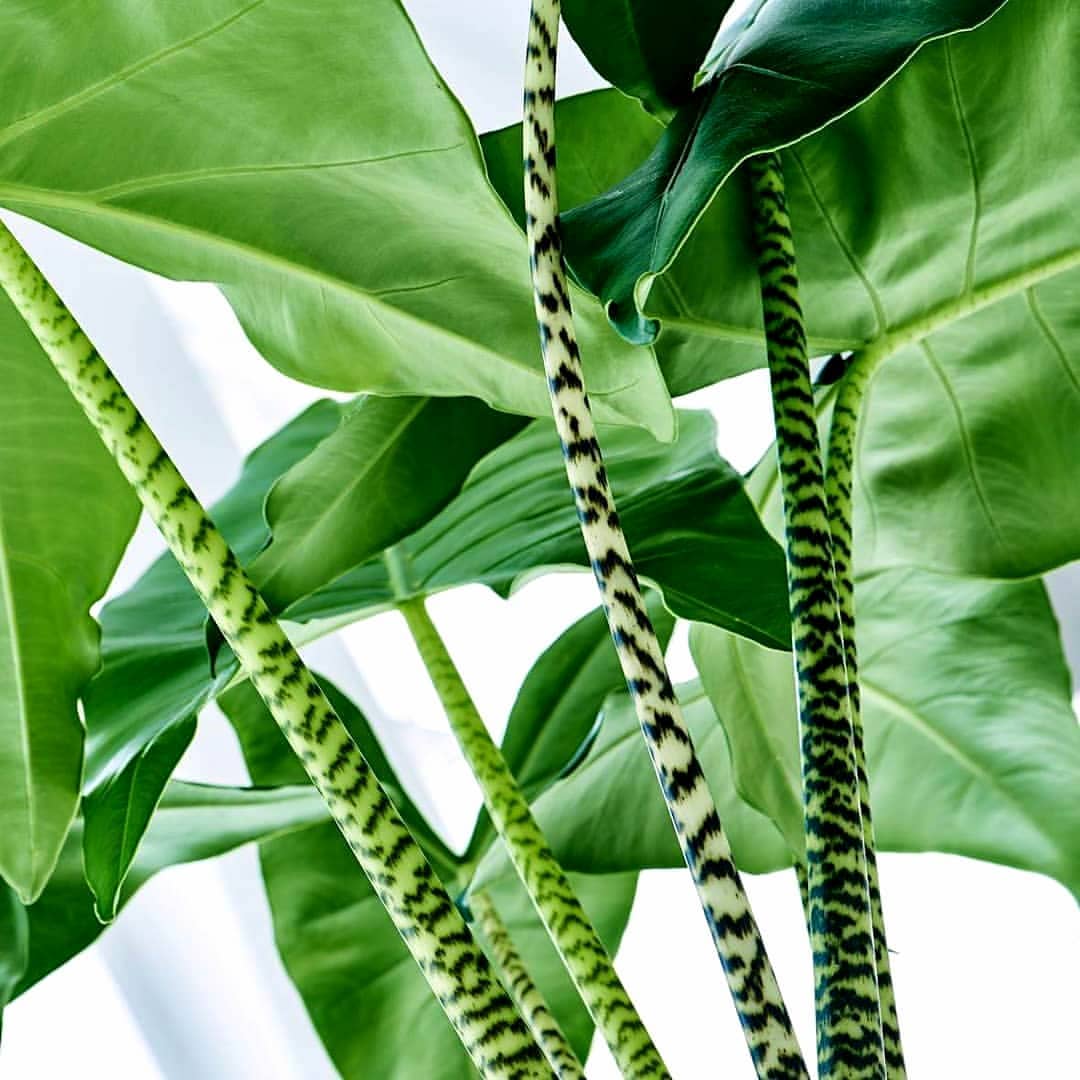 Alocasia Zebrina Large