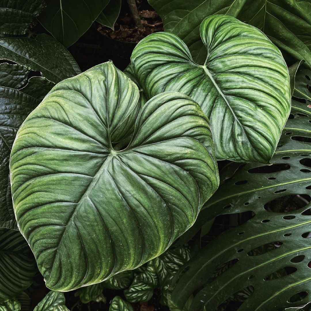 Philodendron SP Colombia - Philodendron - Soiled