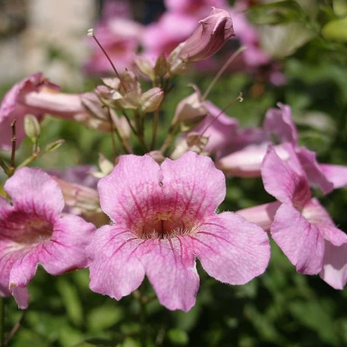 Flowering Creepers - Flowering Creeper - Soiled