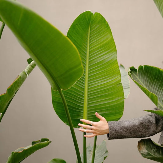 Strelitzia Nicolai large leaf