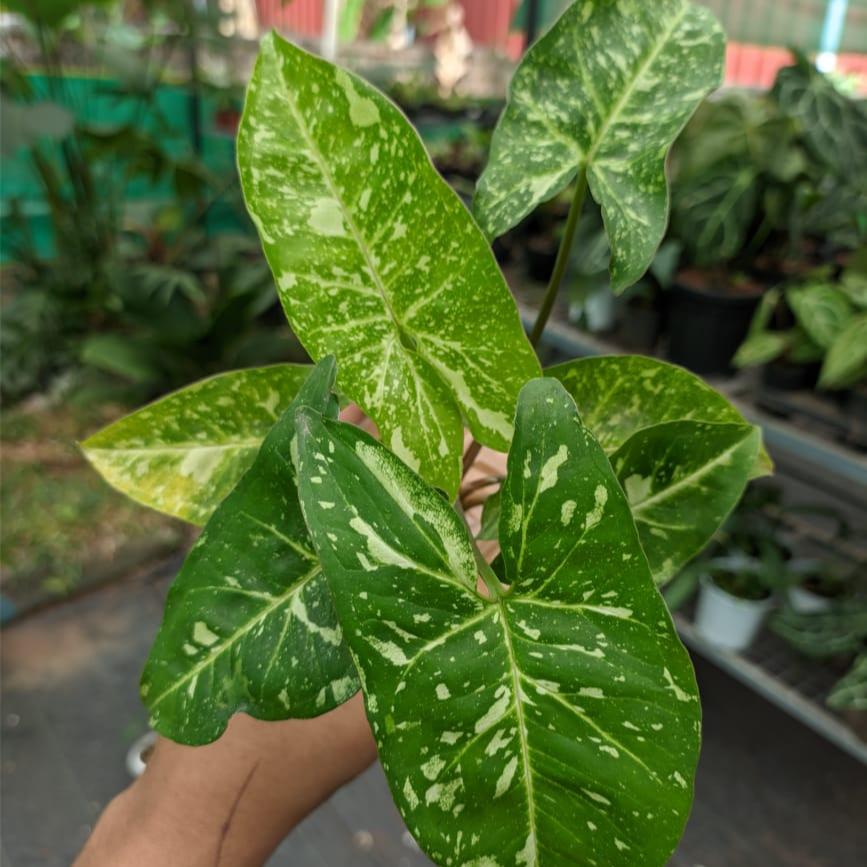 Syngonium Panda Galaxy Live Plant