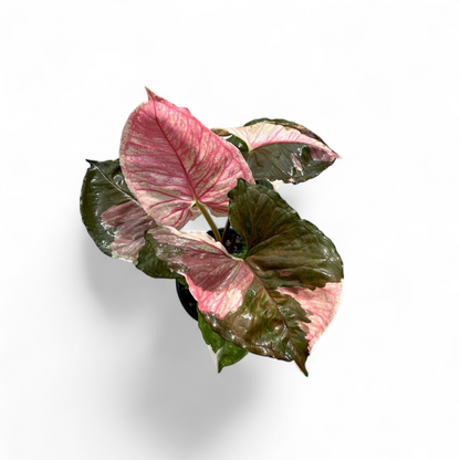 Syngonium Strawberry Ice