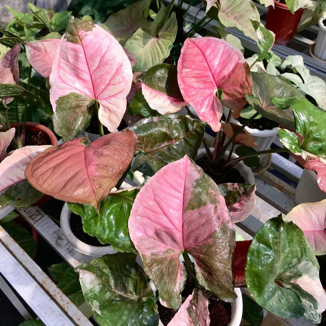 Syngonium Strawberry Ice nursery
